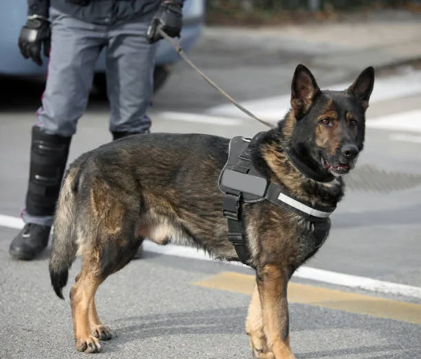 K9 COMO APOYO A LA SEGURIDAD 